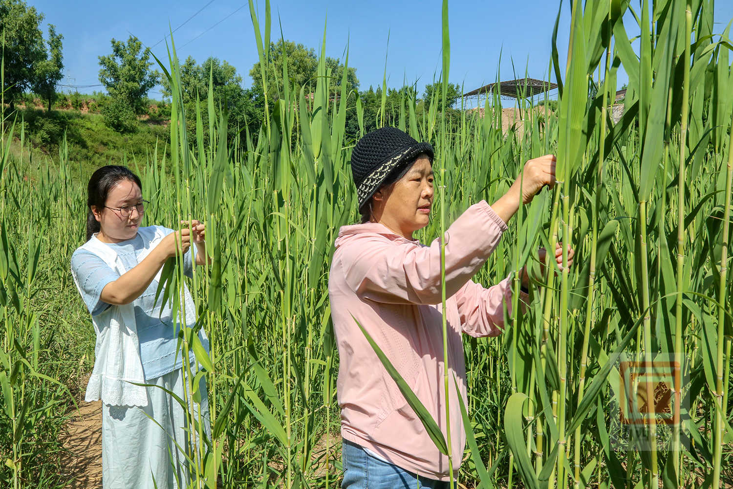 又是一年端午至 苇叶采摘正当时