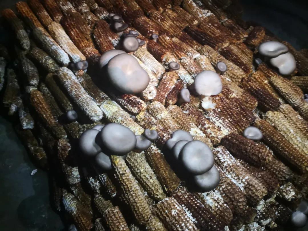 食用蘑菇种植包 菌包种室内盆栽diy儿童学校家庭自种白平菇秀珍菇-阿里巴巴