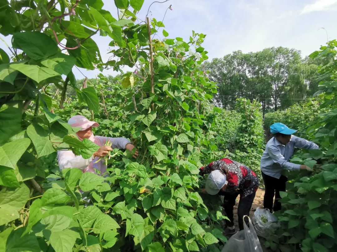 白芸豆图片,红芸豆图片,白芸豆和白扁豆的图片_大山谷图库