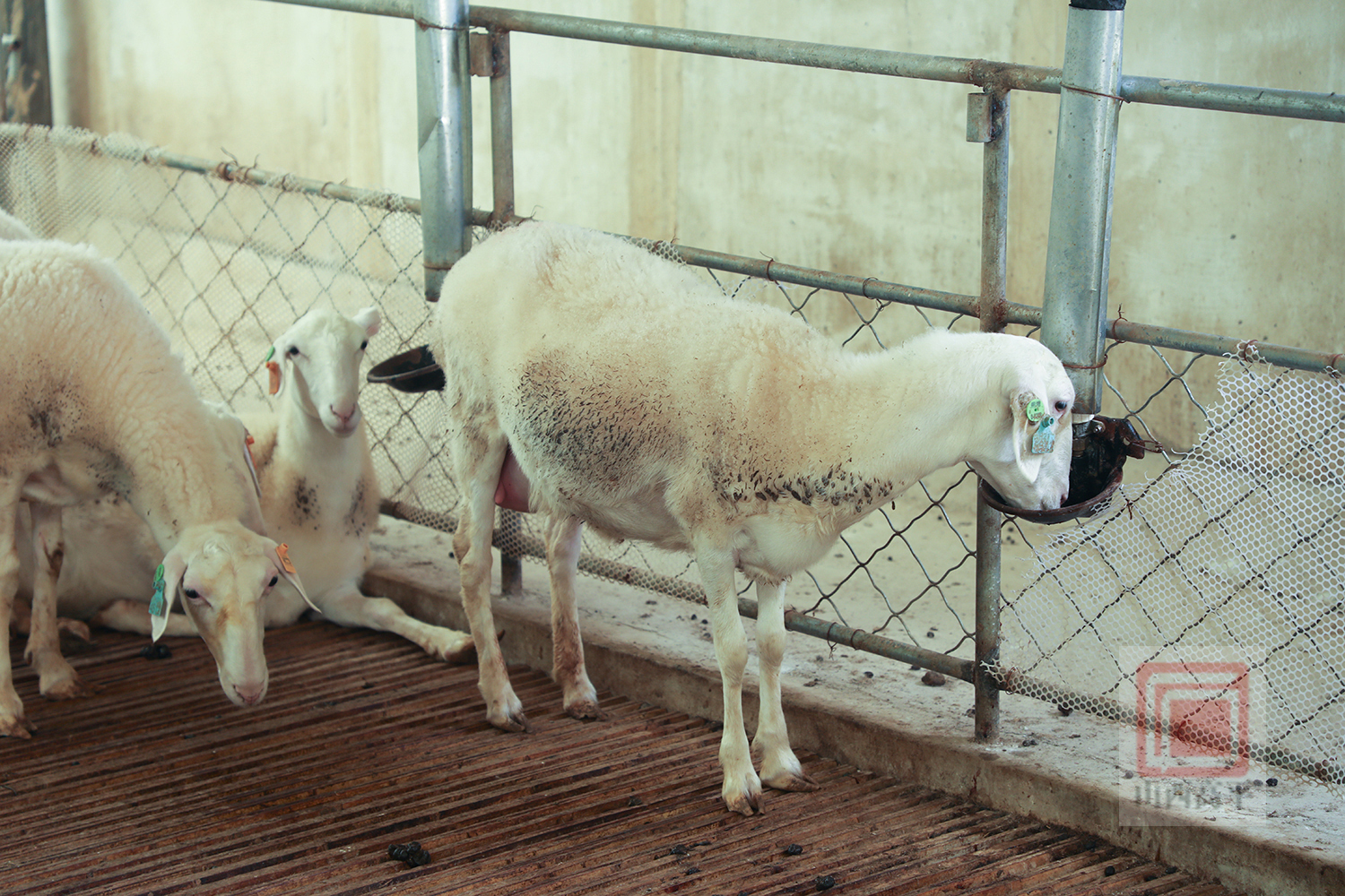 杜泊羊（原产于南非的肉用羊品种）_尚可名片
