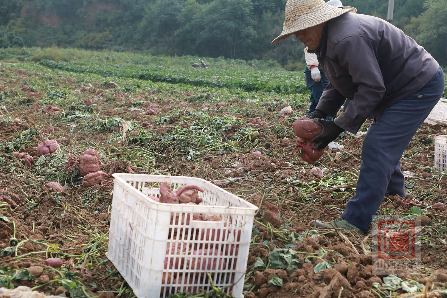 田间锄草的老人_3840X2160_高清视频素材下载(编号:7449181)_实拍视频_光厂(VJ师网) www.vjshi.com