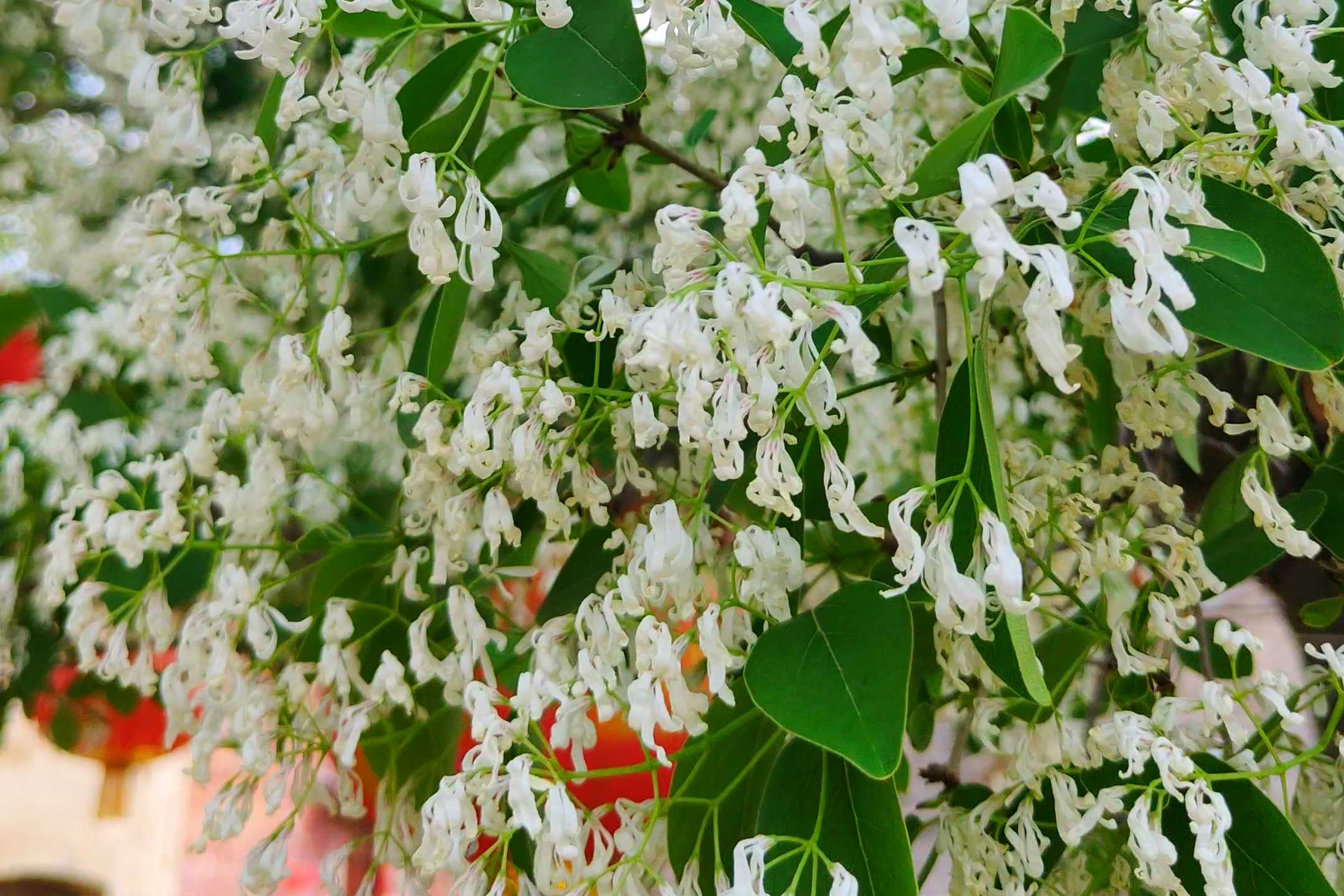 500年流苏花开似雪 石末乡双泉村再现“四月雪”奇观