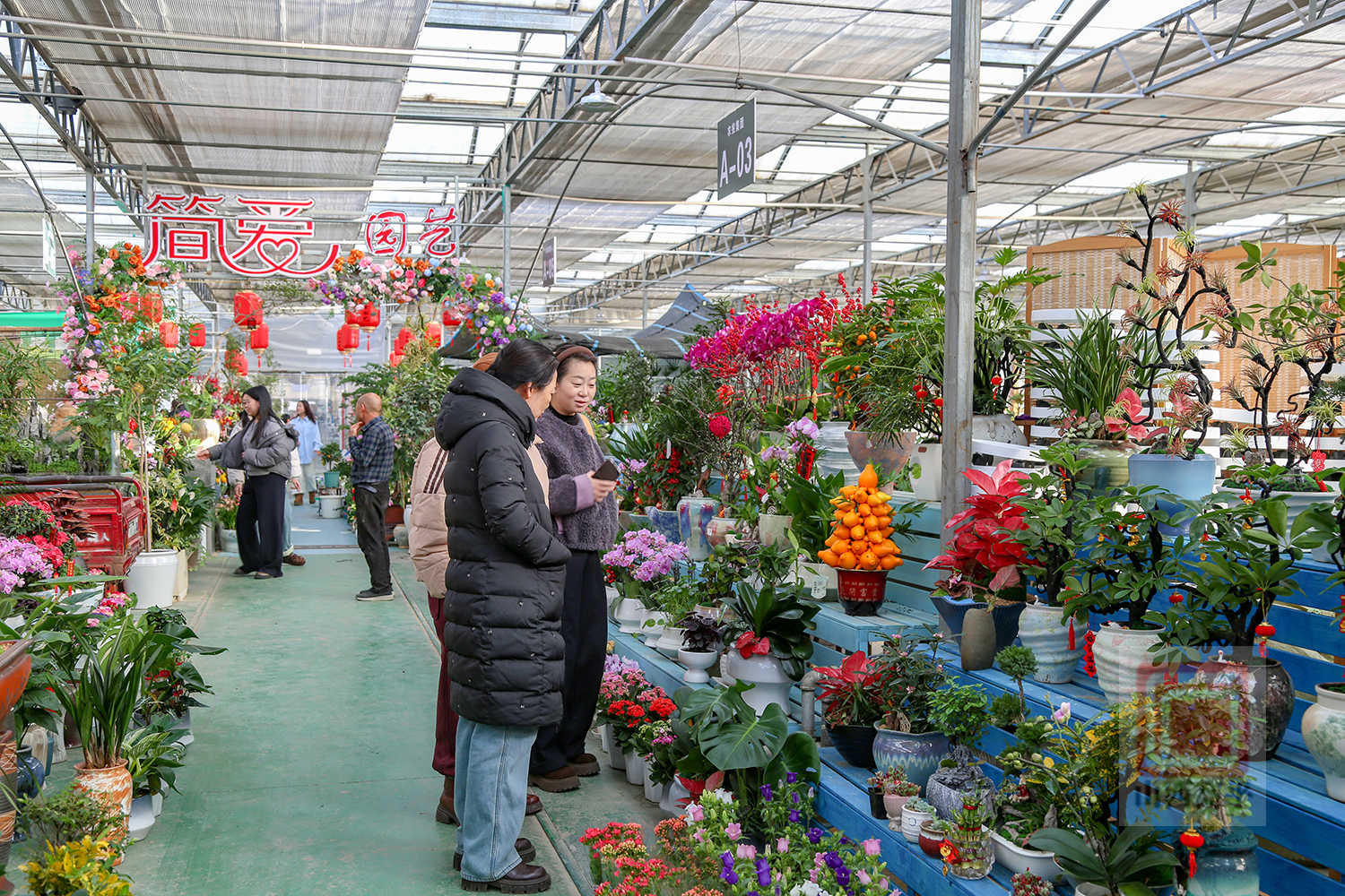 “美丽经济”升温 年宵花扮靓幸福年
