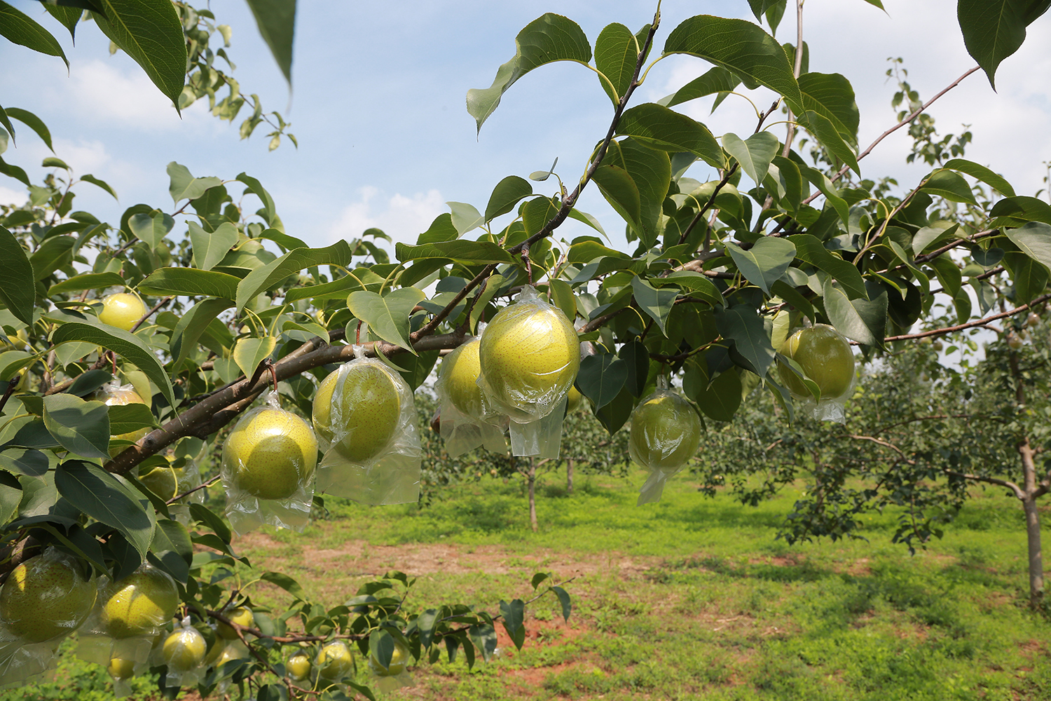 玉露香梨喜丰收搭上直播快车飞进千家万户