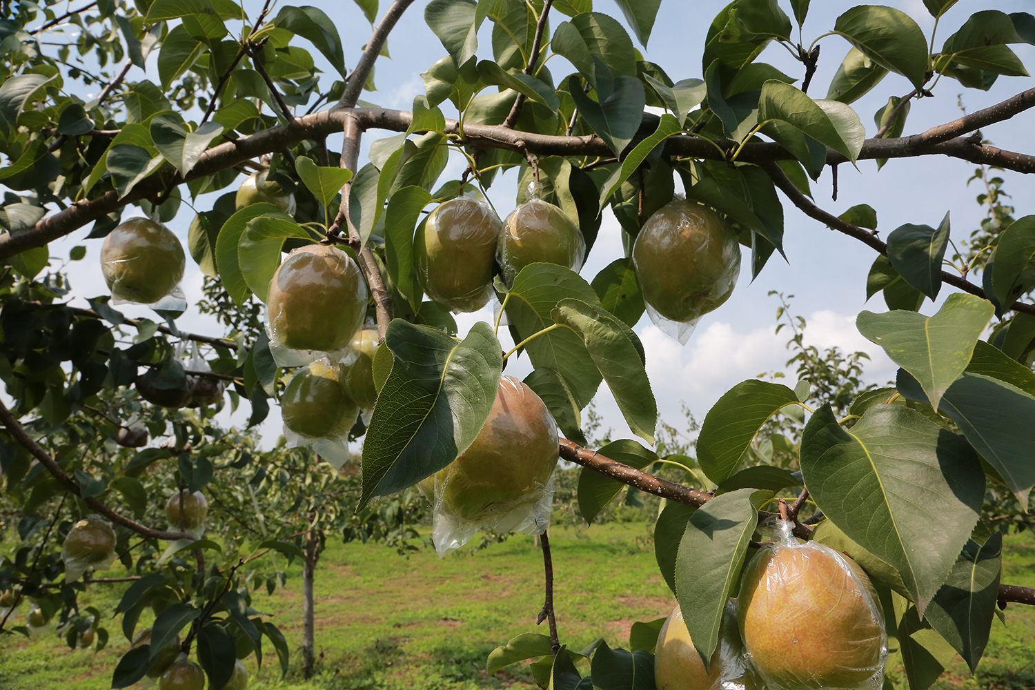 玉露香梨喜丰收搭上直播快车飞进千家万户