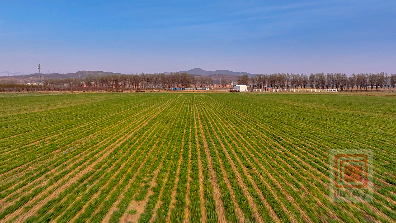 把脉小麦春管助力夏粮丰收
