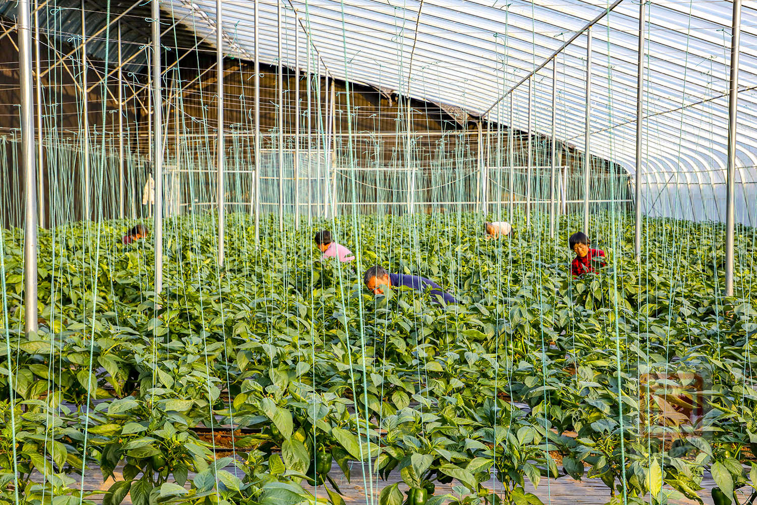 我市大力发展设施农业 做好绿色蔬菜文章