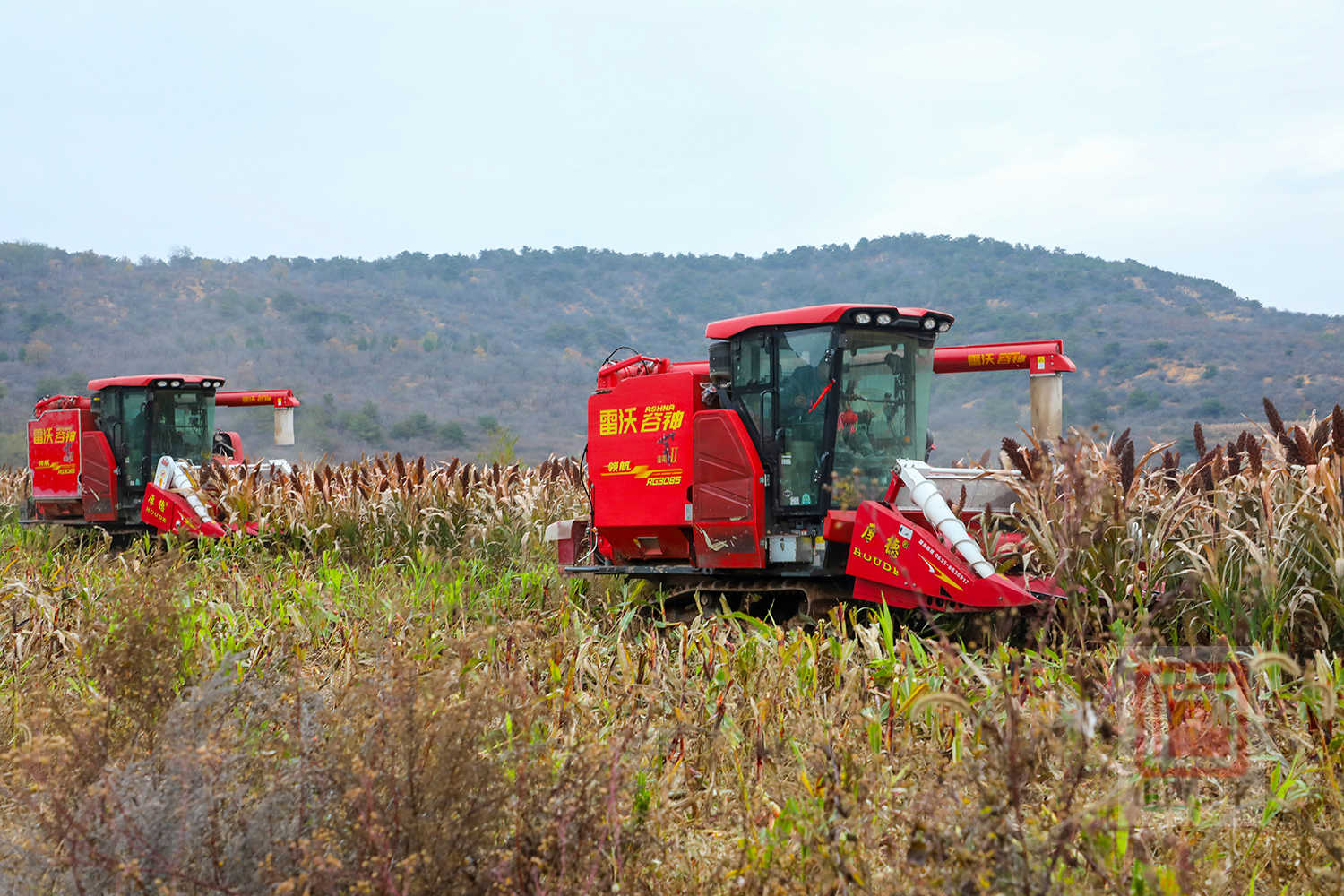炎谷丰千亩高粱喜归仓