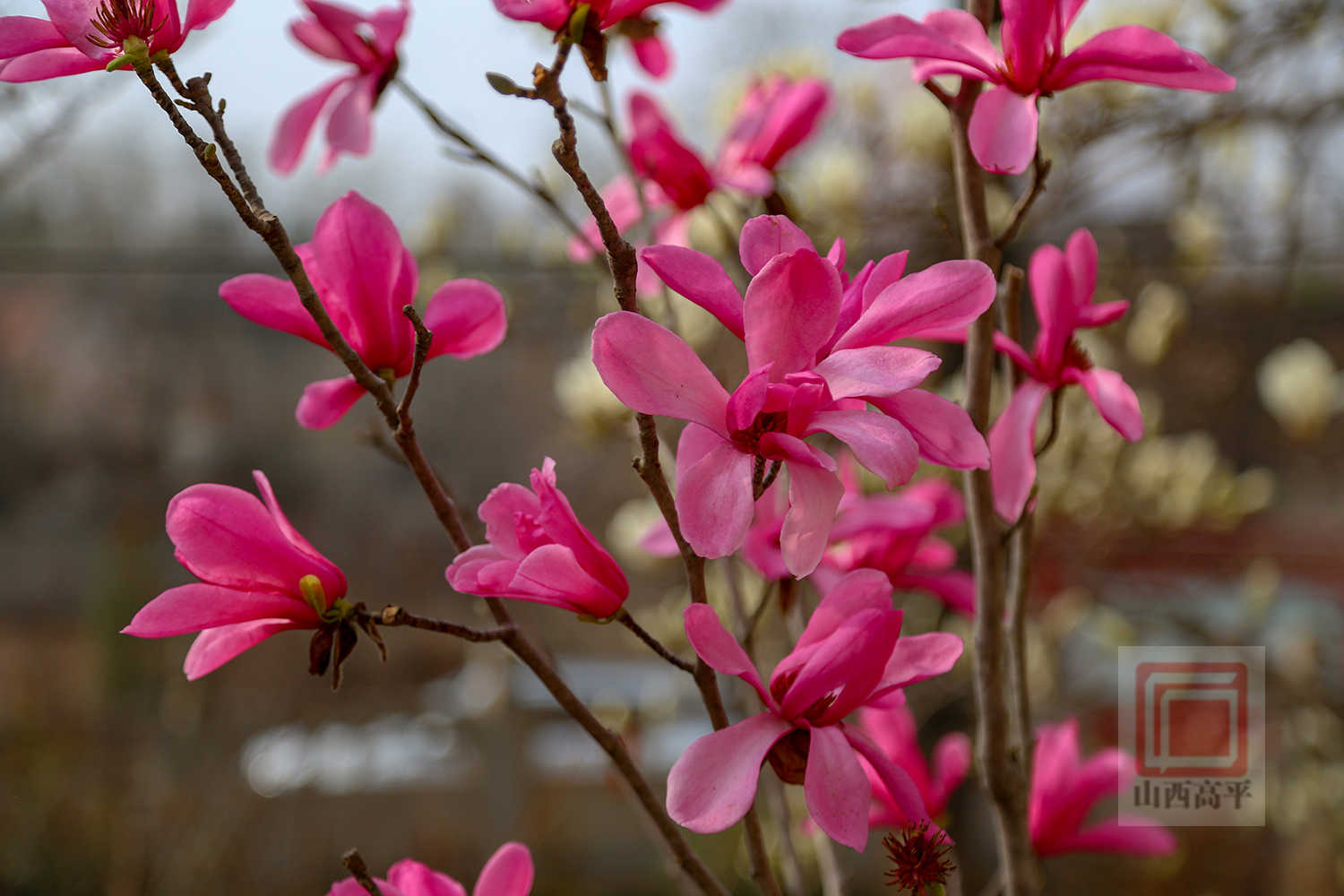 玉兰花开春意浓