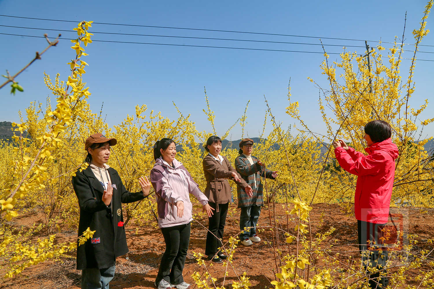 原村乡300余亩连翘花开正盛