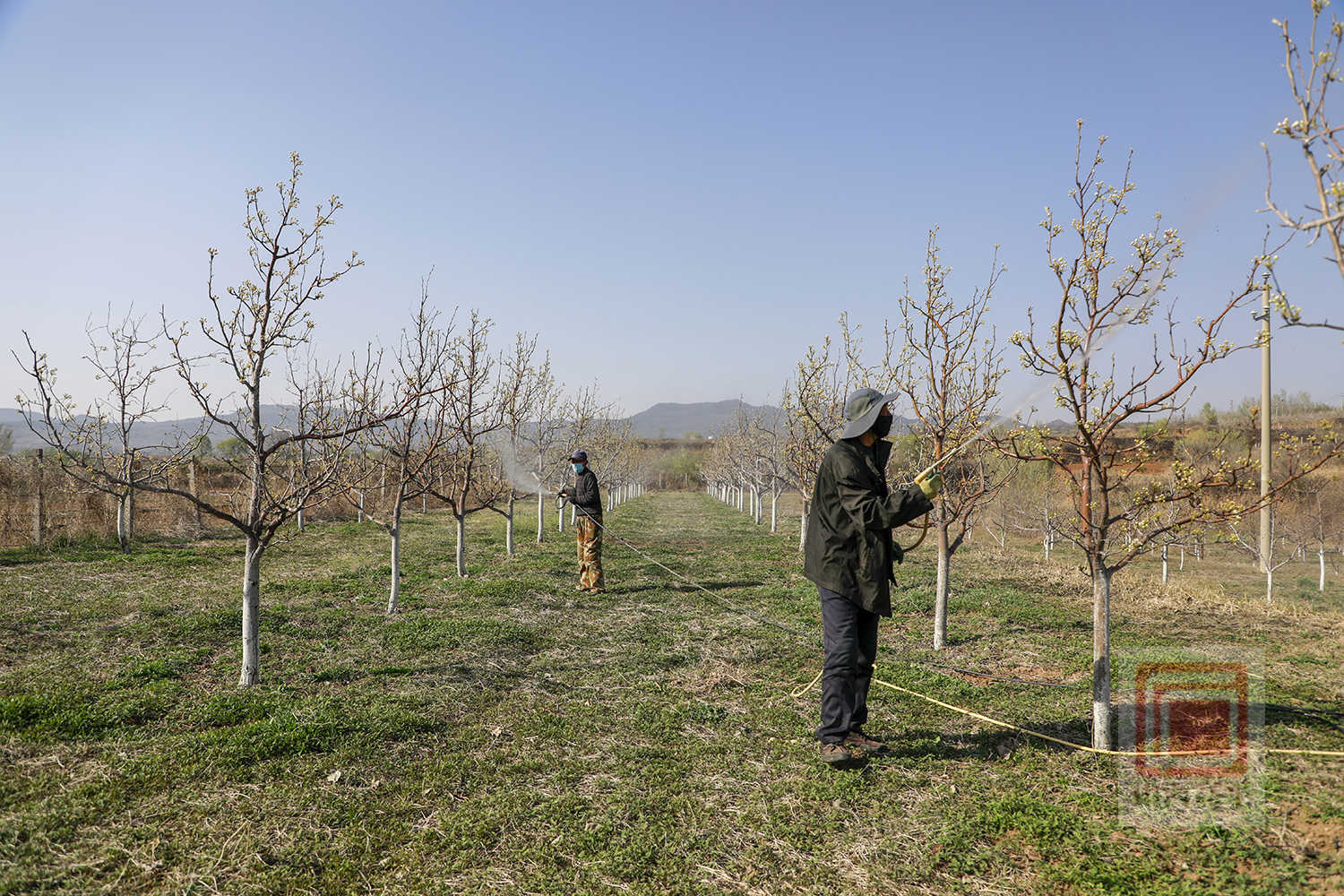 抢抓“窗口期” 开展梨树花前管护