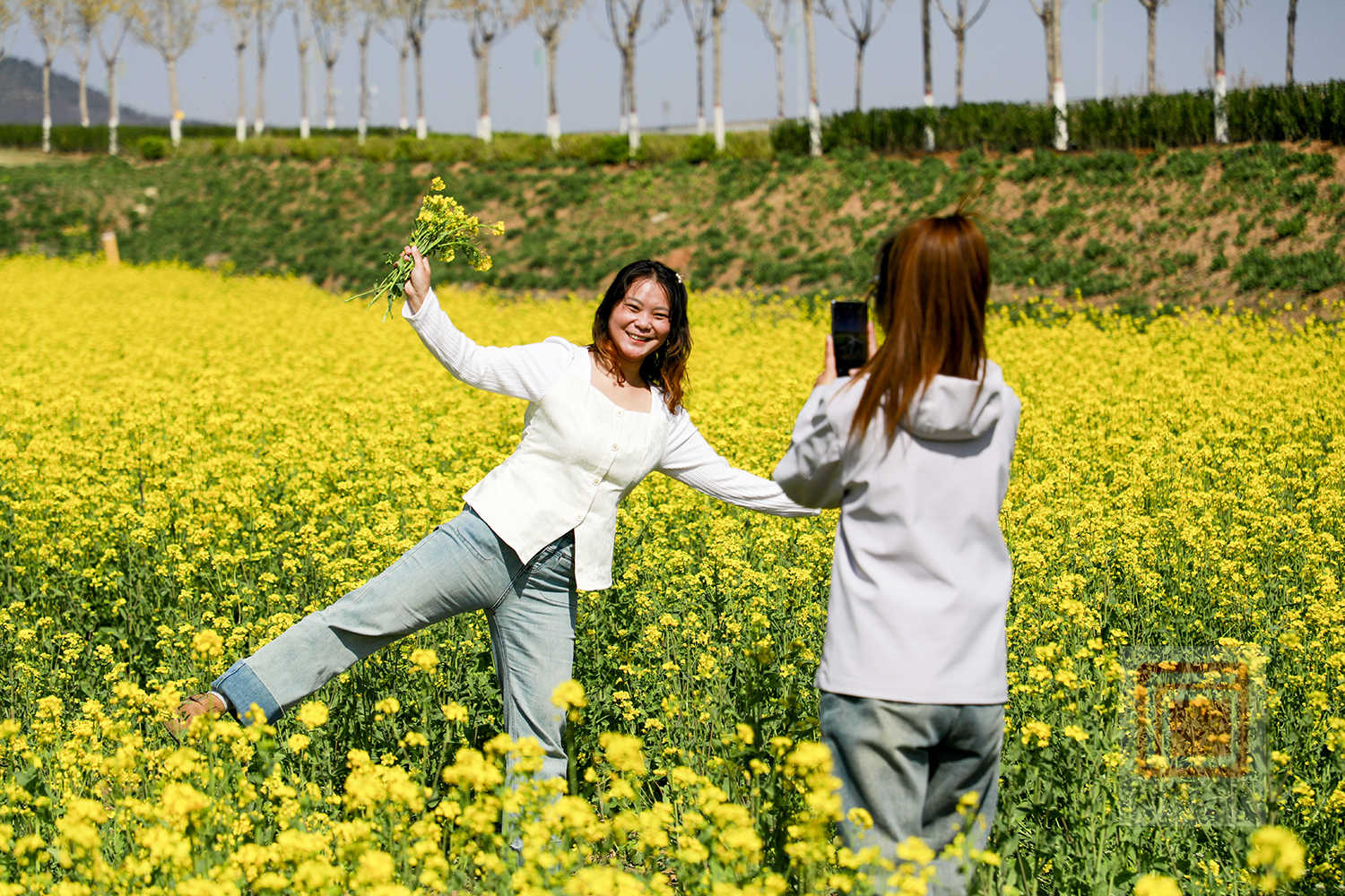 釜山：油菜花开迎客来