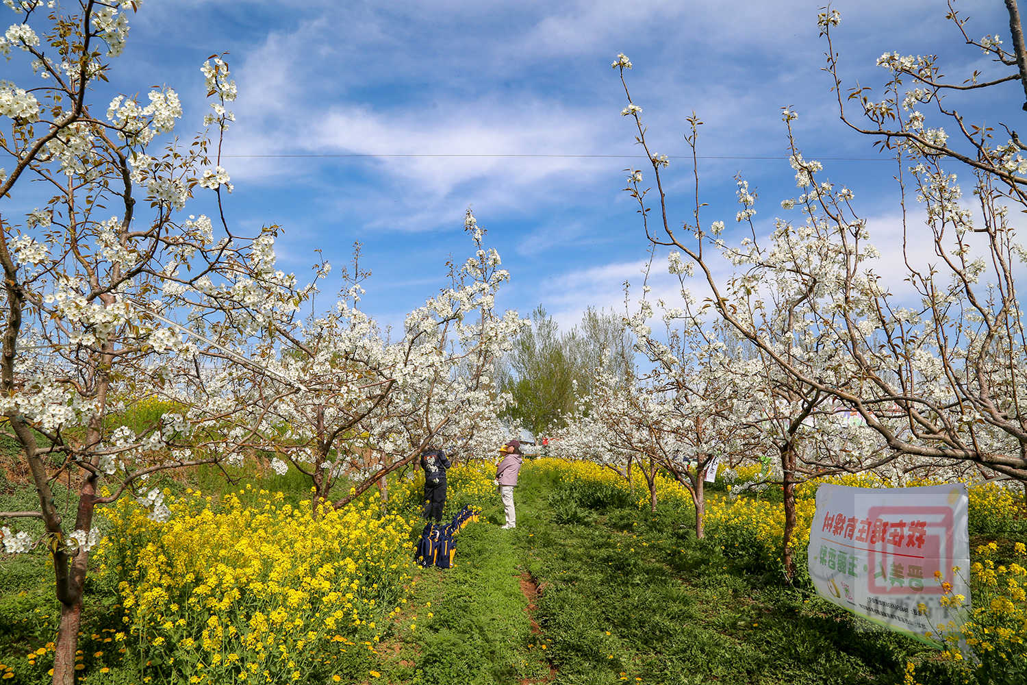 南城街街道：梨花烂漫引客来