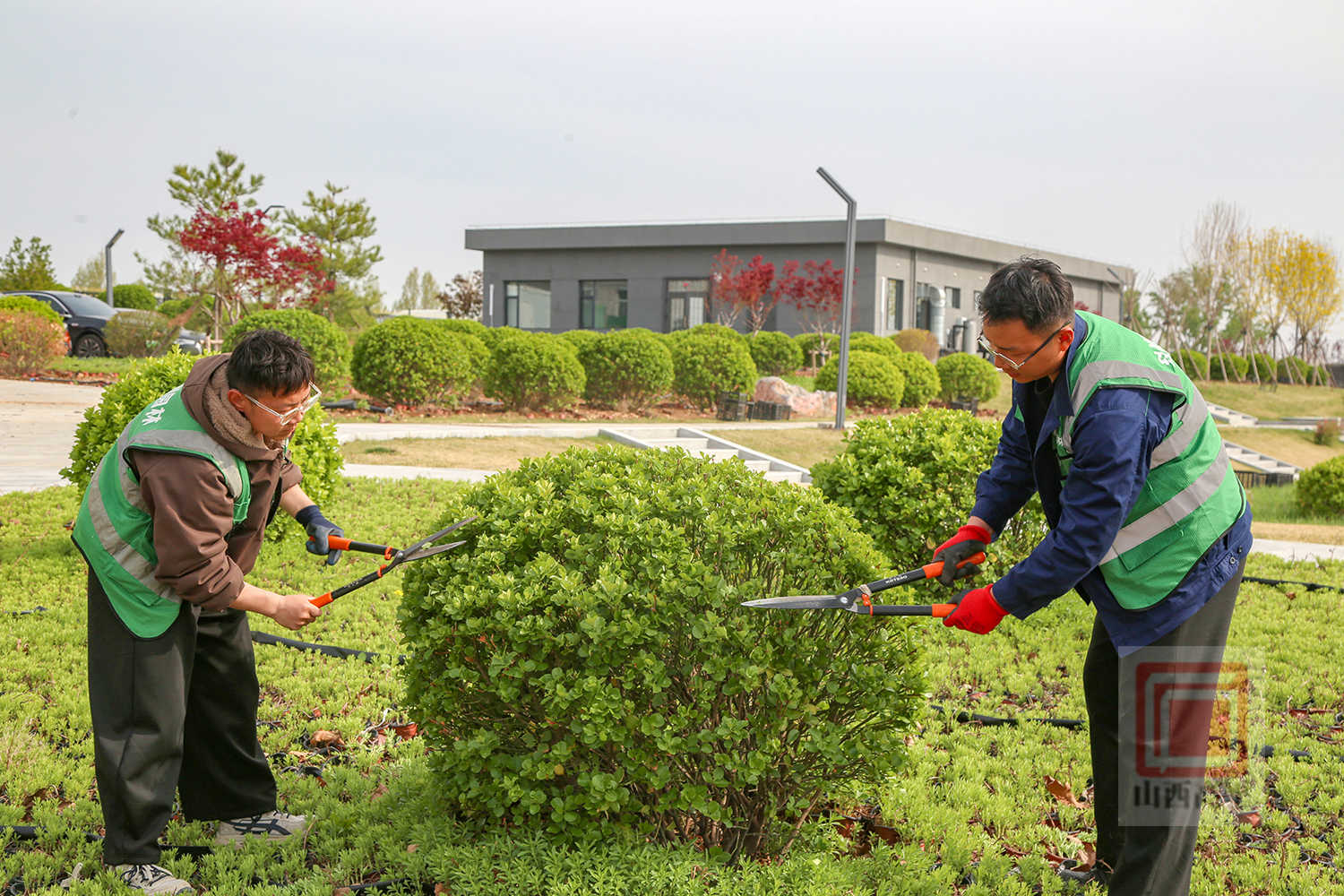 太行花基地管护忙