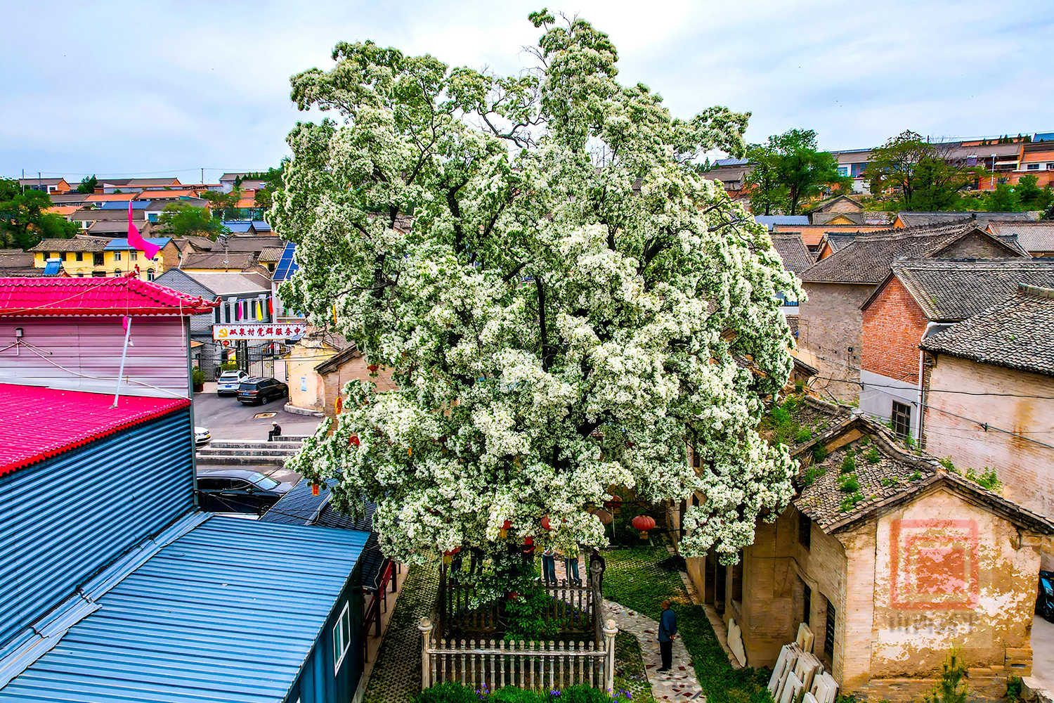 一束流苏花如雪 500年流苏树迎来盛花期