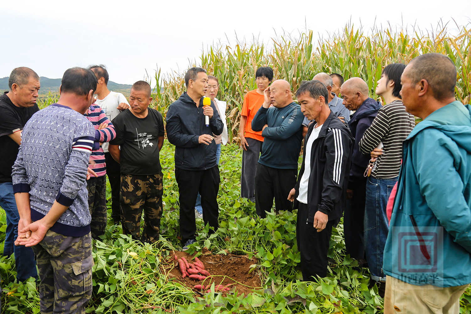 市科协开展2026年全国科普月甘薯种植技术培训