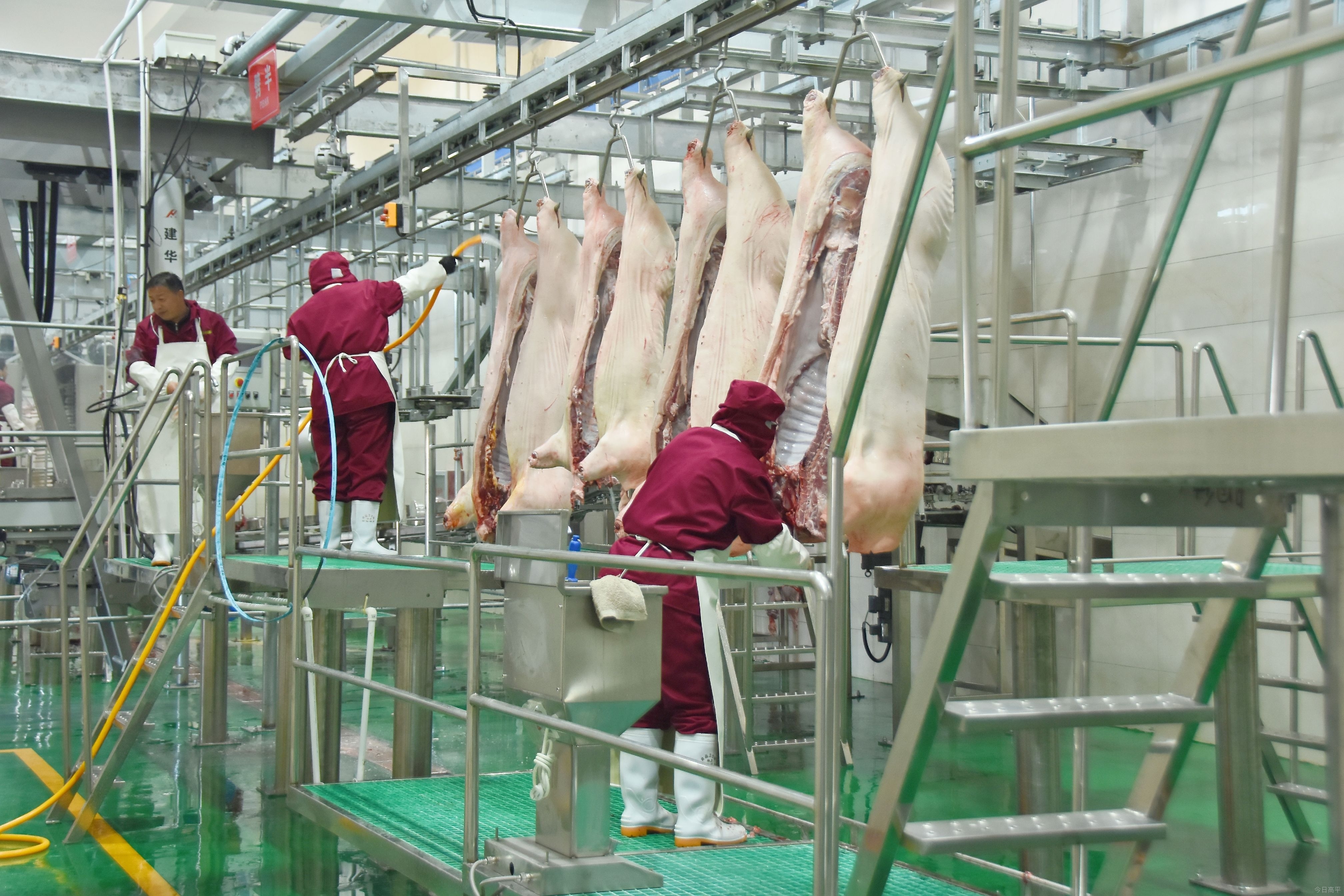 保障春节猪肉市场供应 年屠宰加工100万头生猪项目投产运营