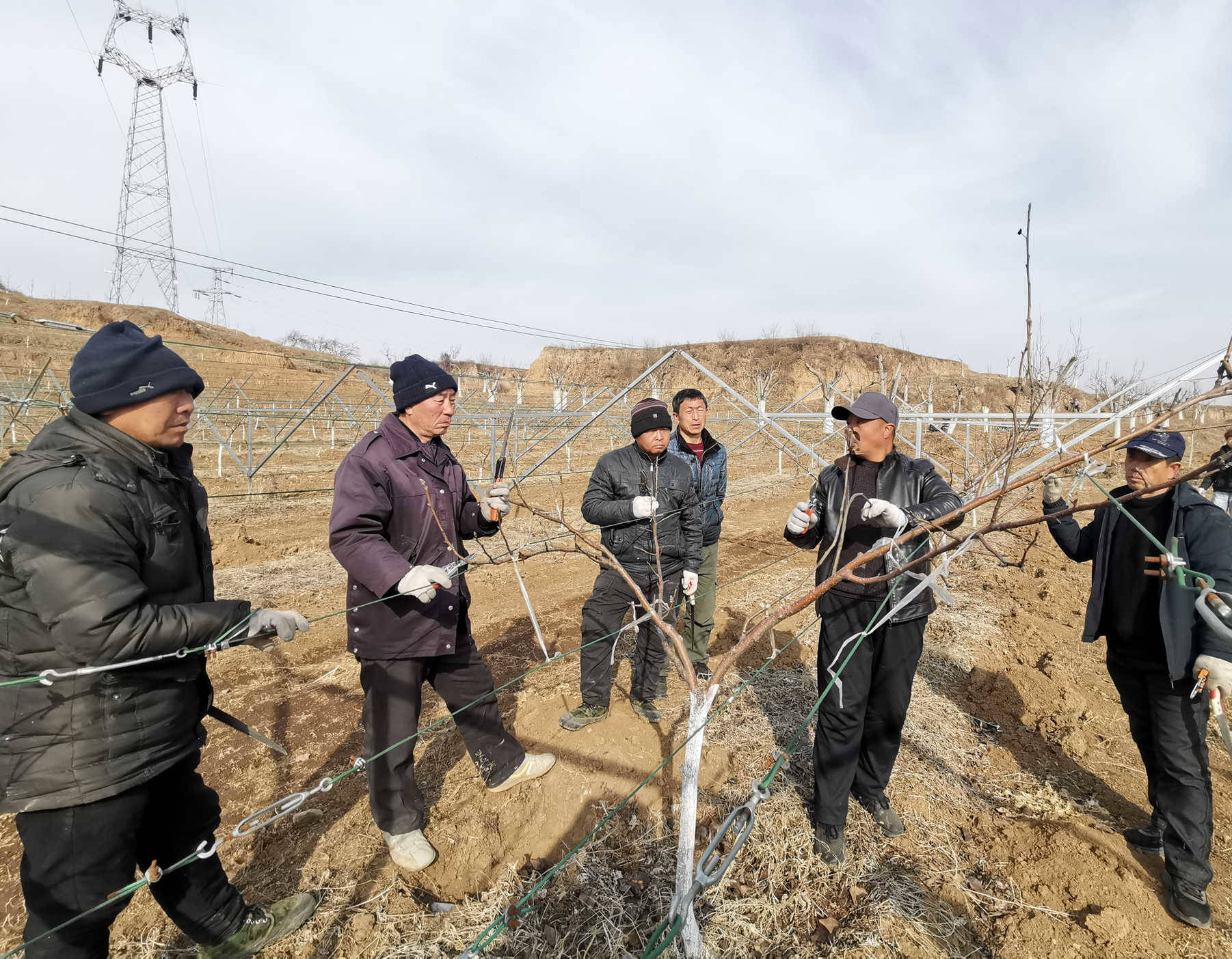 山河里黄梨公社人勤春来早梨园剪枝忙