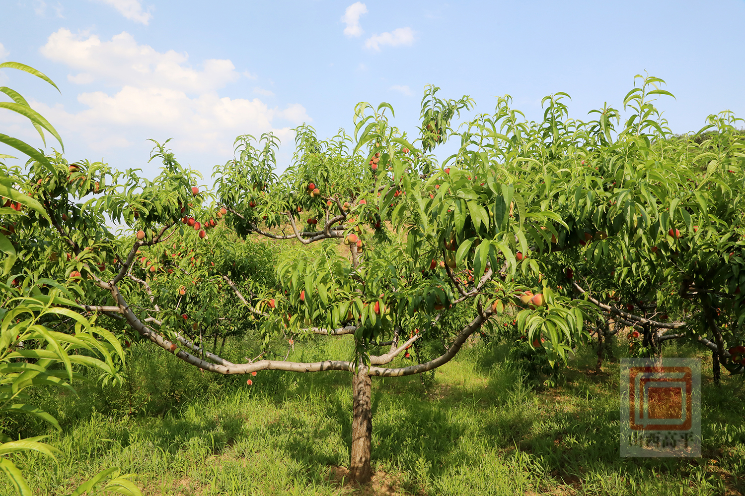 桃杏熟果飘香满园丰景采摘忙