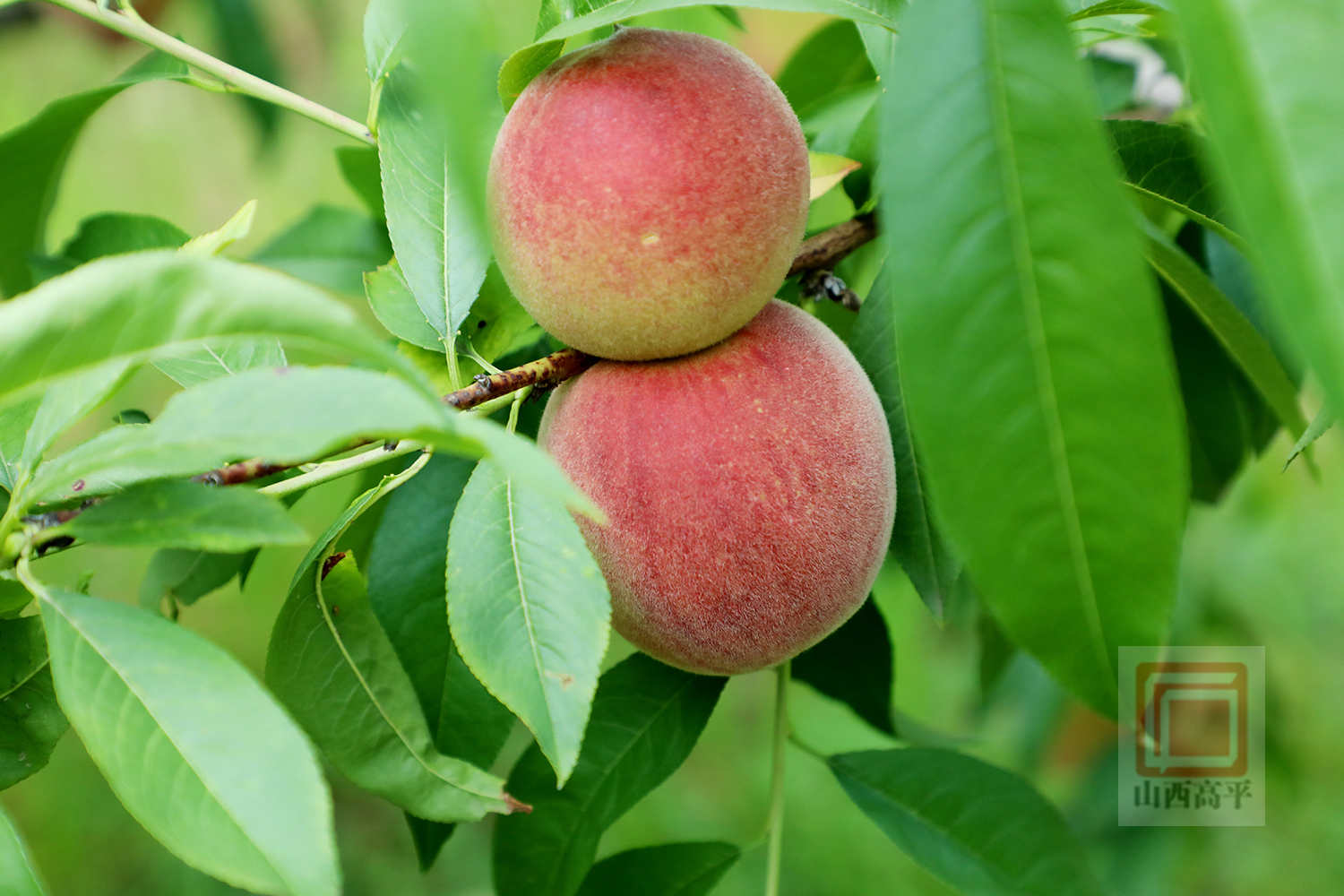 桃杏熟果飘香满园丰景采摘忙