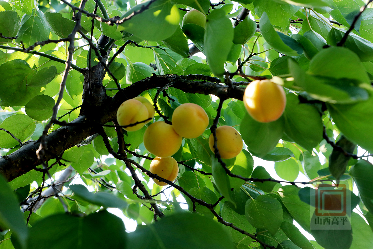 桃杏熟果飘香满园丰景采摘忙