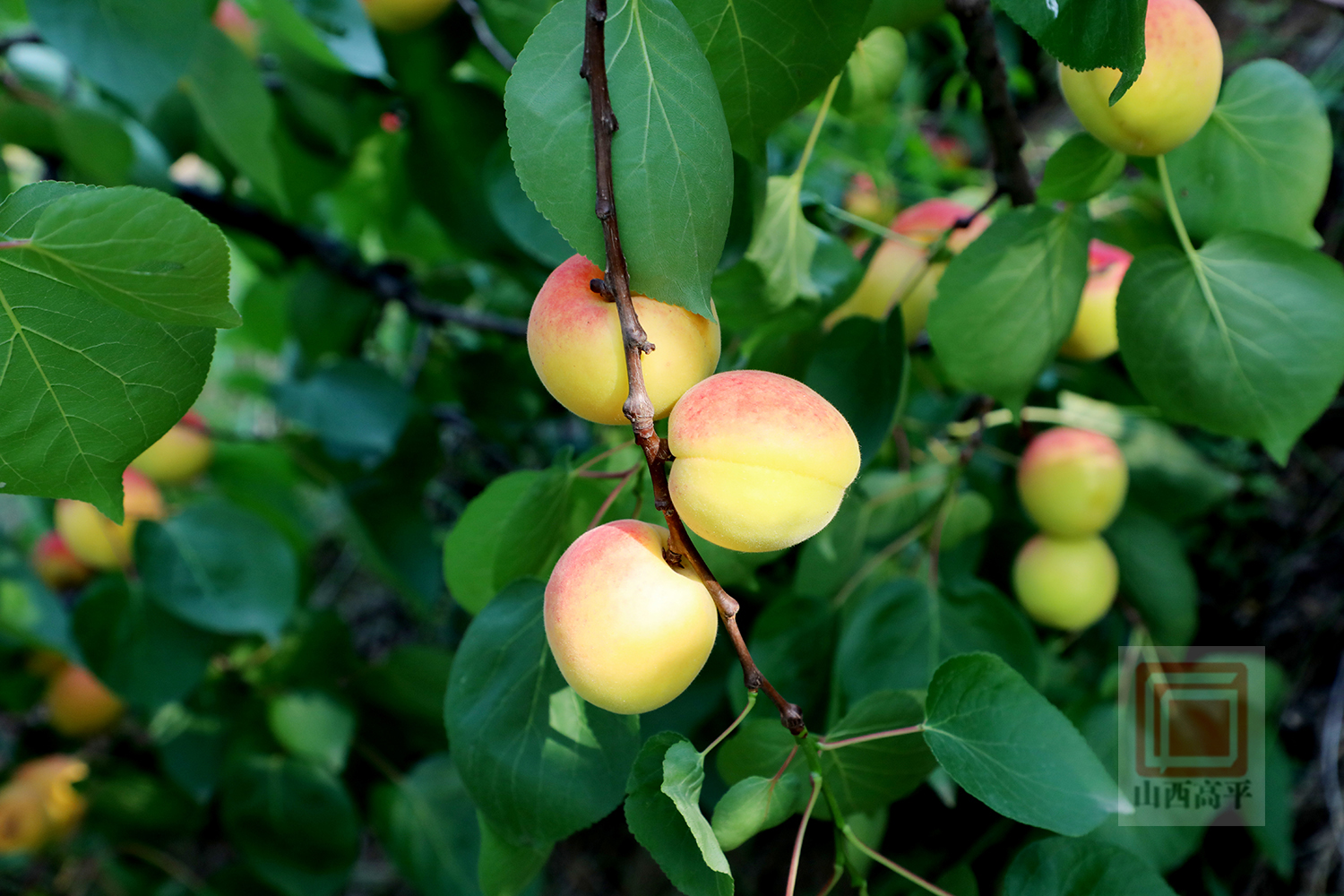 桃杏熟果飘香满园丰景采摘忙