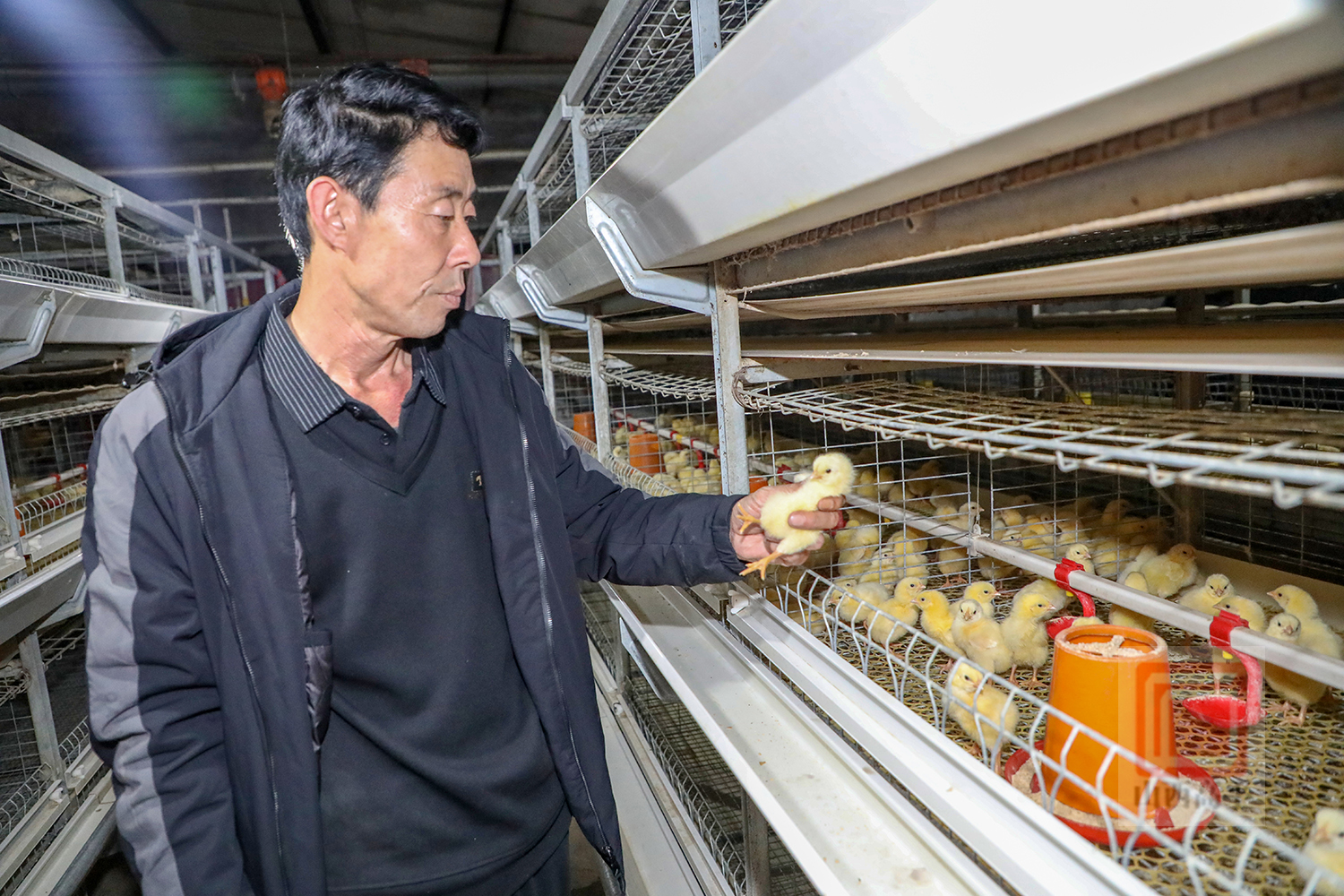 智慧养鸡增效益 村民增收添动力_高平市人民政府网