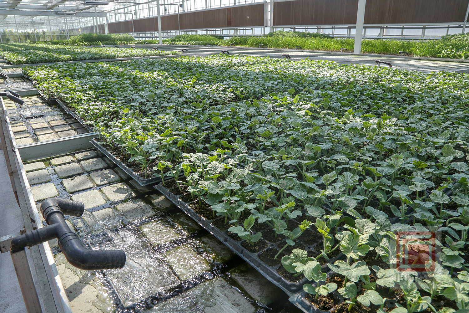 温室大棚春意浓科技育苗助春耕