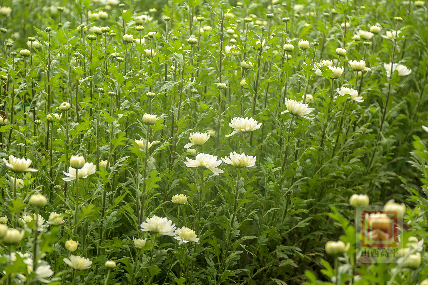 文明祭扫入人心大棚菊花产业兴