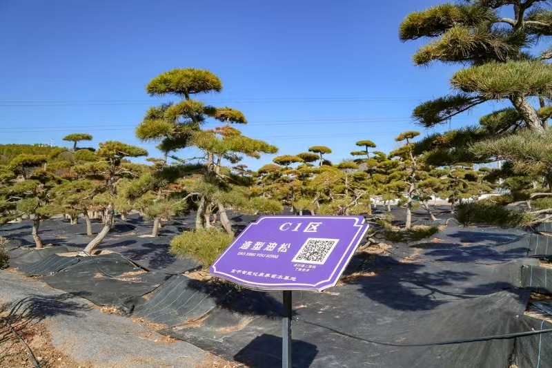 高平市:春种好时节 苗圃基地植新绿_高平市人民政府网