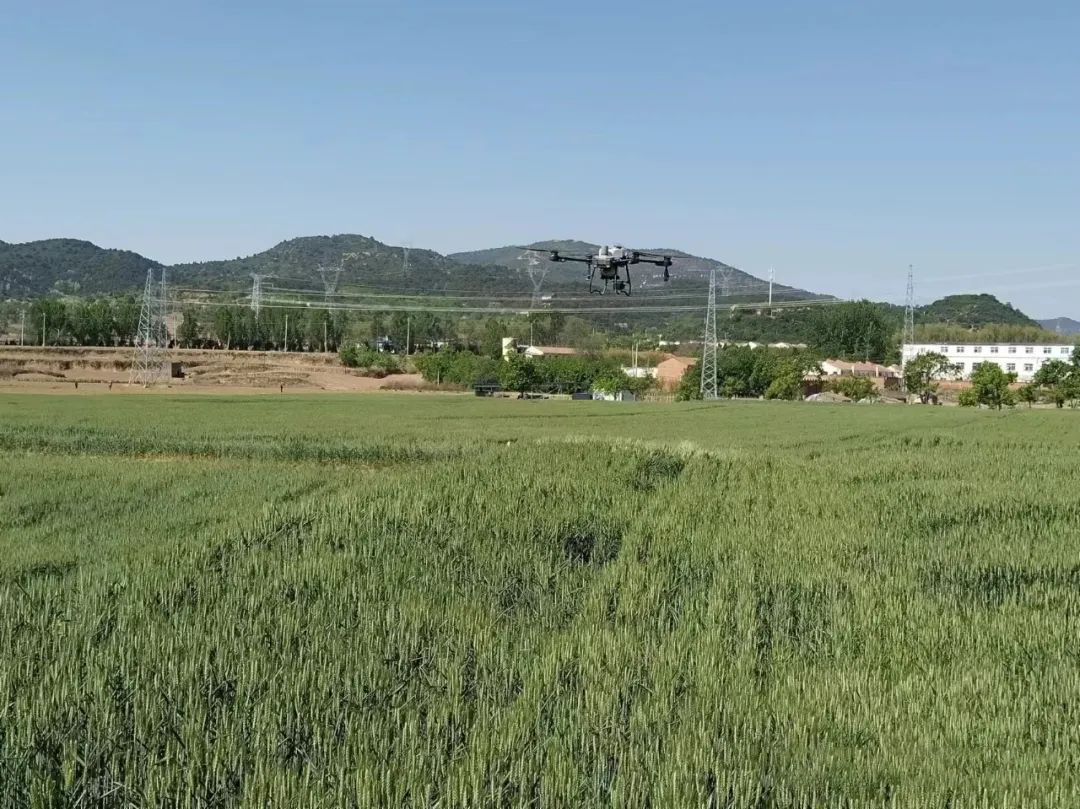 野川镇:"一喷三防" 为小麦披上健康"外衣"