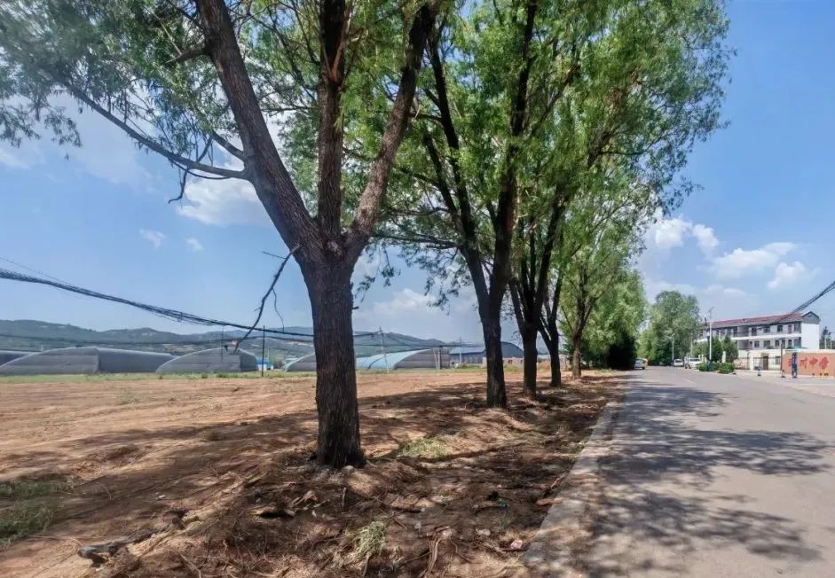 整治不停歇 野川乡村日日焕新颜