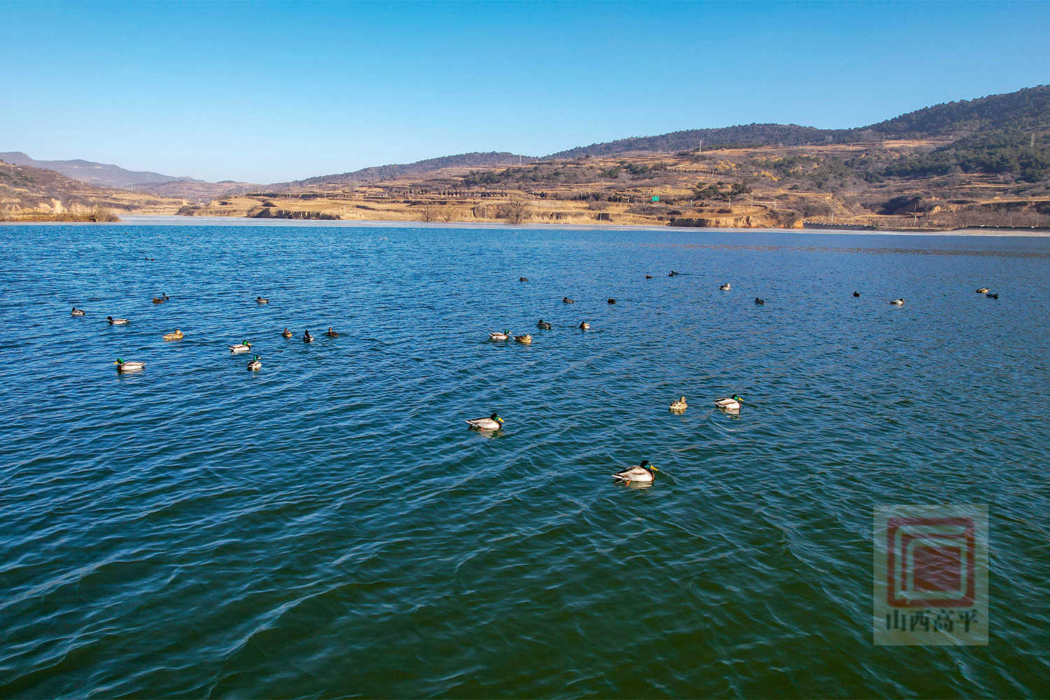 野川杜寨水库：冬日候鸟翩跹