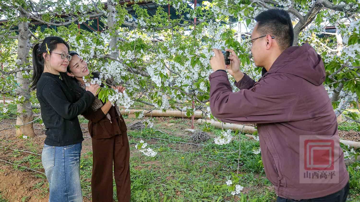 樱桃花开春意浓