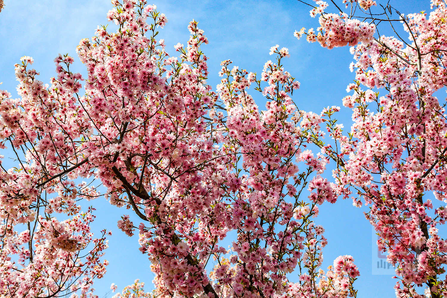 樱花烂漫春意浓
