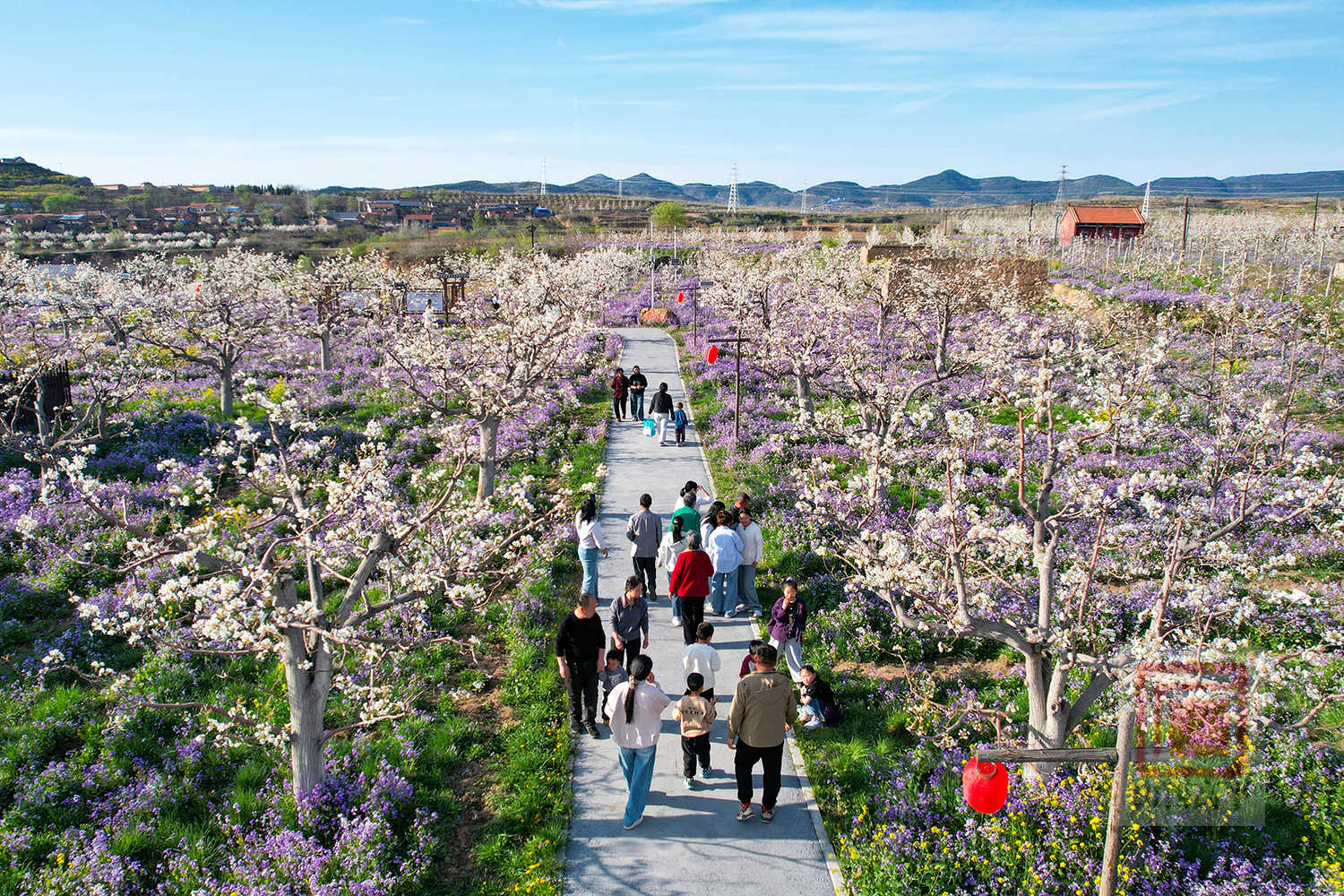 以花为媒 共赏铁炉千亩梨花