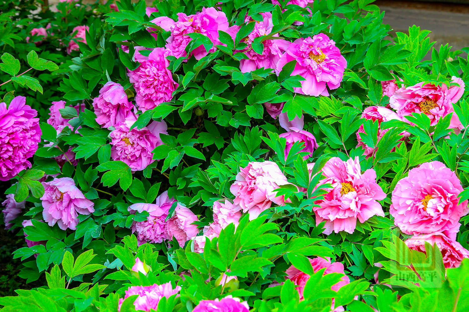 定林寺千年牡丹迎来盛花期